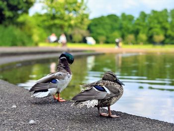 Ducks by the pond in maxwell park