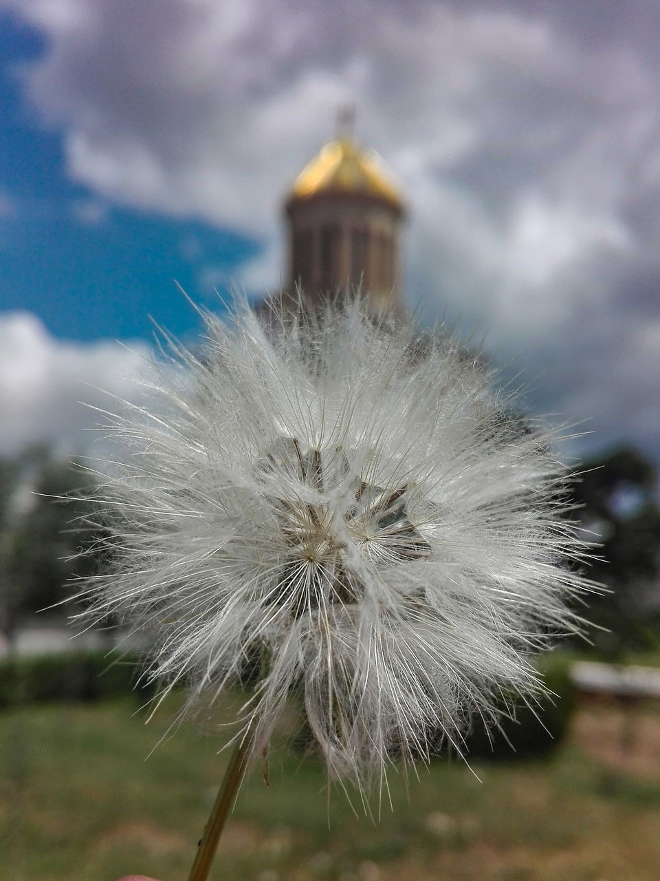 flower, fragility, flowering plant, vulnerability, plant, dandelion, close-up, beauty in nature, inflorescence, focus on foreground, flower head, nature, softness, freshness, growth, no people, day, white color, dandelion seed, outdoors