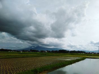 Scenic view of agricultural field against sky