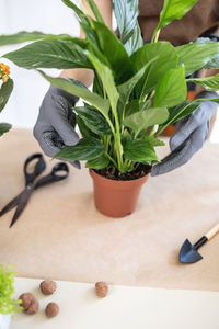 Closeup of female gardener hands in gloves holding pot with houseplant