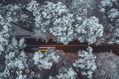 Close-up of snow covered plants against trees during winter