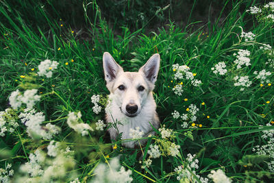 Portrait of a dog in field