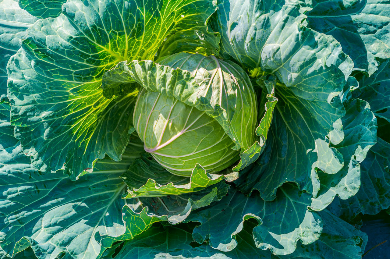 HIGH ANGLE VIEW OF GREEN LEAVES