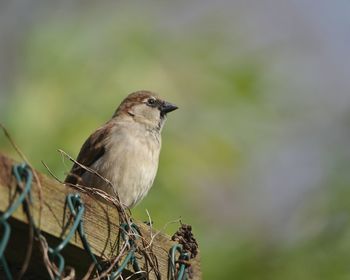 Close-up of bird perching on branch