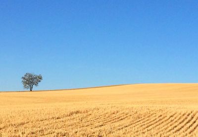 Scenic view of field against clear blue sky