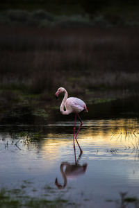 Bird standing in a lake