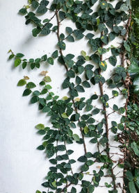 High angle view of ivy growing on white wall