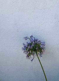 Close-up of flowering plant against wall