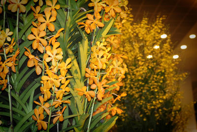 Close-up of yellow flowers blooming outdoors