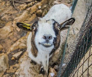 Close-up portrait of goat by fence