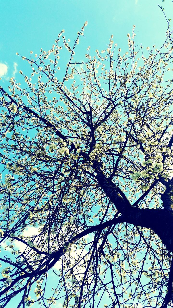 low angle view, branch, tree, clear sky, nature, growth, sky, beauty in nature, blue, bare tree, flower, day, outdoors, tranquility, high section, no people, freshness, twig, backgrounds, sunlight