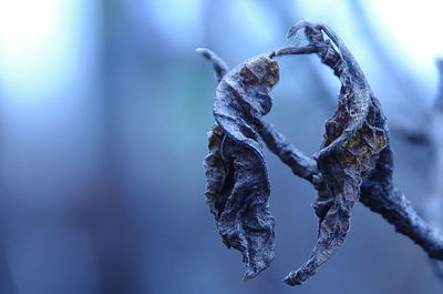 Close-up of plant against blurred background