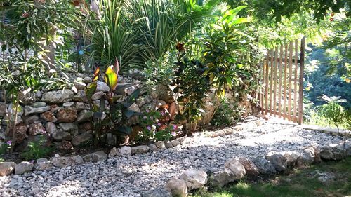 Plants and trees in park