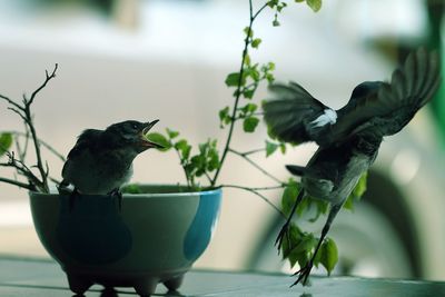 Close-up of bird perching on potted plant