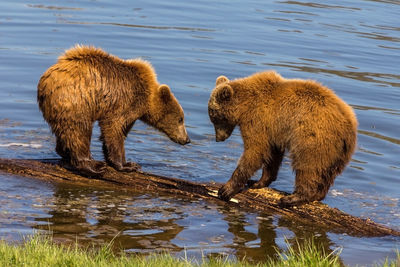 Bears standing on fallen tree trunk in river