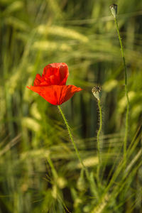 Close-up of red poppy blooming on field