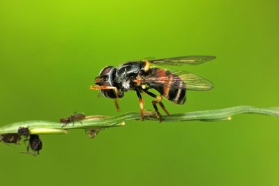 Close-up of insect on leaf