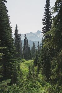 Trees in forest