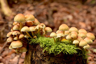 Close-up of mushrooms growing on tree
