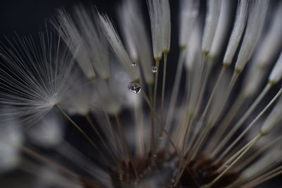 Close up of dandelion