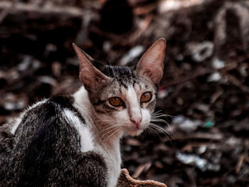 Close-up portrait of a cat