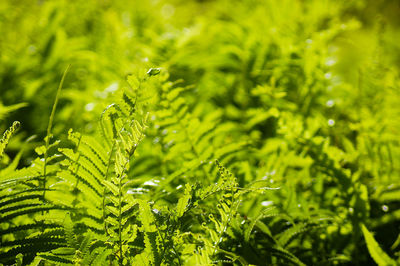 Close-up of fern leaves