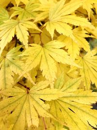 Full frame shot of yellow maple leaf