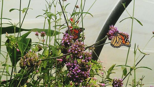 Close-up of pink flowers