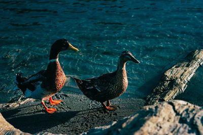 Bird in water