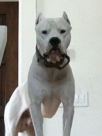 Close-up portrait of white dog at home