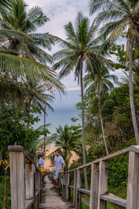 Rear view of people on palm trees