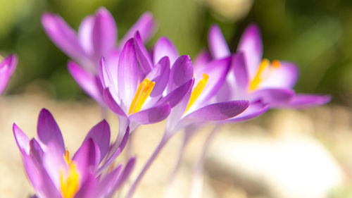 Close-up of purple water lily