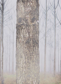 Trees on field in forest