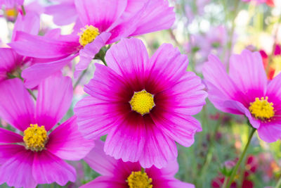 Close-up of pink flowering plants
