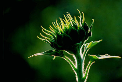 Close-up of plant