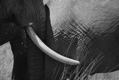 Close-up of elephant