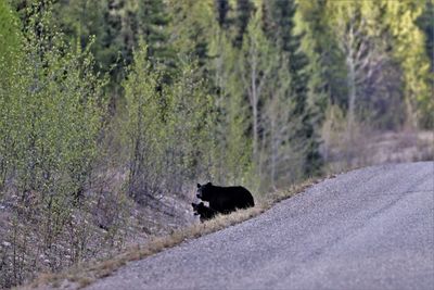 View of horse walking on road