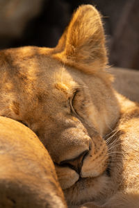 Close-up of lioness lying asleep by another