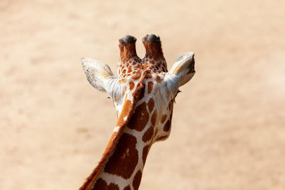 Rear view of giraffe head . wild herbivorous animal . animal head with small horns