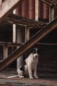 Portrait of dog sitting on wood