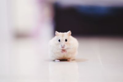 Portrait of white kitten