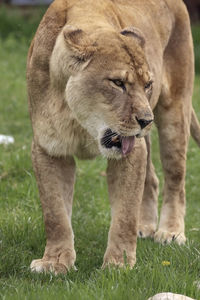 Full length of a cat