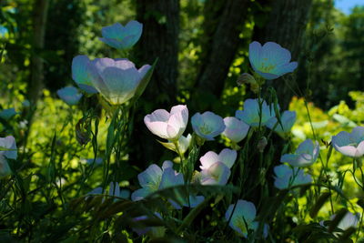 Close-up of white flowers blooming outdoors