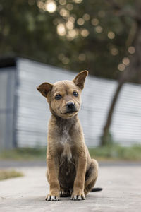 Portrait of dog sitting outdoors