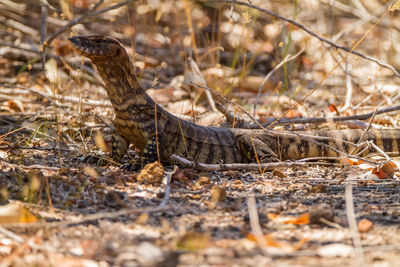 Close-up of lizard on field