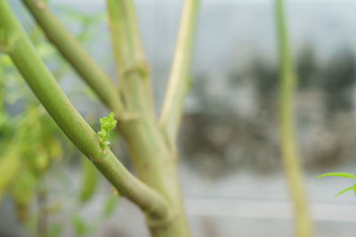 Close-up of green leaves