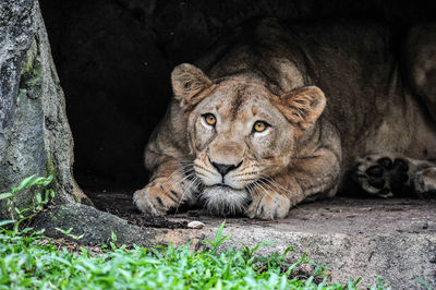 Lioness relaxing on field