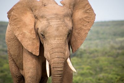 Close-up of elephant on landscape