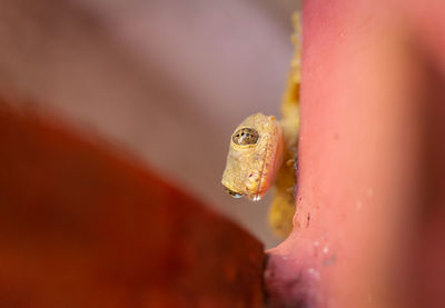 Close-up of frog on leaf