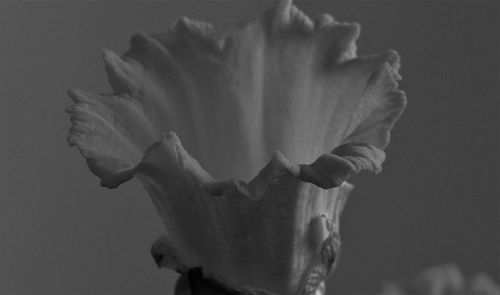 Close-up of rose against white background